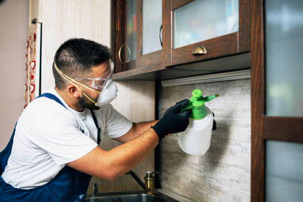 Best Flea Control Services  in Ball Ground, GA