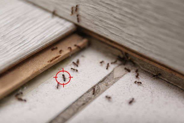 Best Pest Prevention Services  in Ball Ground, GA