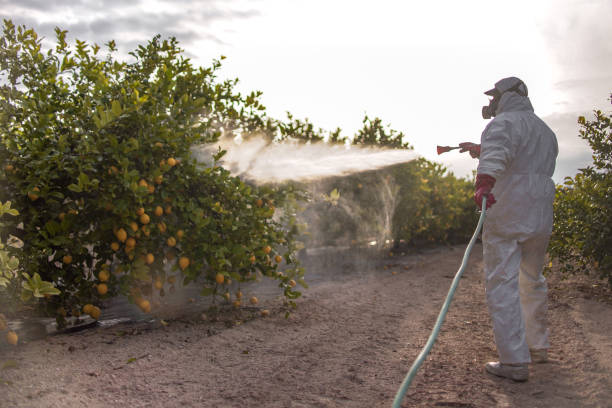 Flea Control Services in Ball Ground, GA