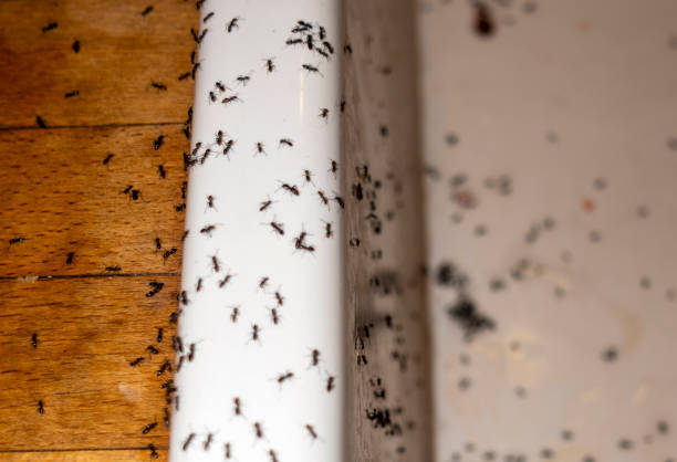 Best Cockroach Control Services  in Ball Ground, GA