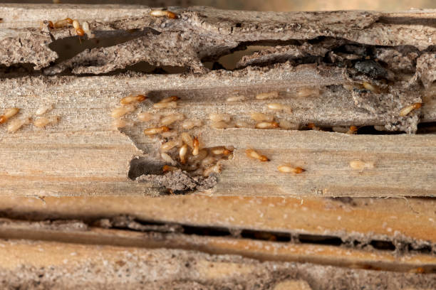 Best Emergency Pest Control  in Ball Ground, GA